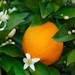 Orange, Sweet Essential Oil