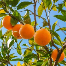 Orange, Steam Distilled Essential Oil