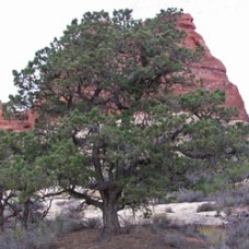 Pinon Pine Essential Oil - Sedona Limited Reserve