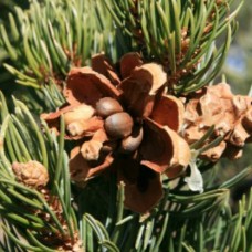 Pinon Pine Essential Oil -  Infused with Resin - Limited Reserve