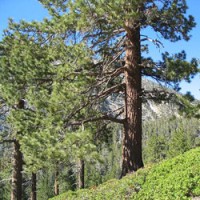 Ponderosa Pine Essential Oil - Limited Reserve