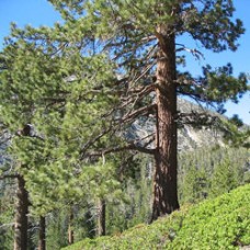 Ponderosa Pine Essential Oil - Limited Reserve
