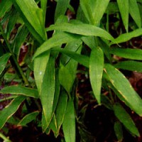 Plai Essential Oil | North Eastern | Deep Respiratory 