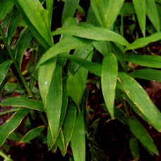 Plai Essential Oil | North Eastern | Deep Respiratory 