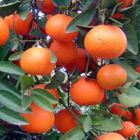 Mandarin, Red Essential Oil