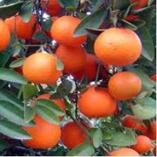 Mandarin, Red Essential Oil