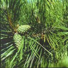 Red Pine (Norway Pine) Essential Oil