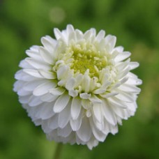 Chamomile, Roman Essential Oil