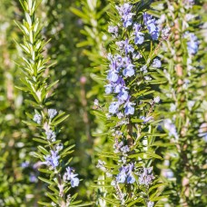 Rosemary Antioxidant CO₂ Extract 14% | Natural Oil Stabilizer + Skin Protector