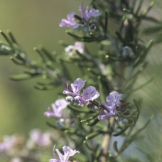 Rosemary ‘Tuscan Blue’ Essential Oil | Focus, Respiratory, and Energetic Support 