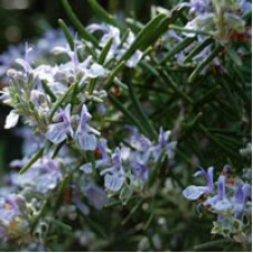 Rosemary verbenone Essential Oil - S.Africa