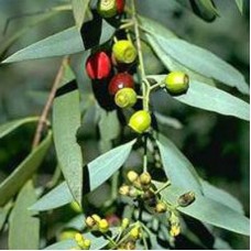 Sandalwood lancelatum Essential Oil - Australia