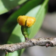 Saro Essential Oil