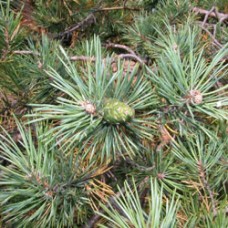 Scotch (Scots)  Pine Essential Oil | Breath, Strength, Energetic Clarity
