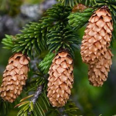Sitka Spruce Essential Oil 