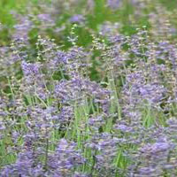 Spike Lavender Essential Oil
