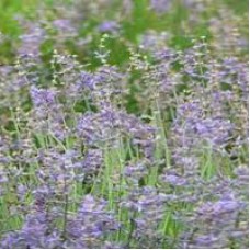 Spike Lavender Essential Oil