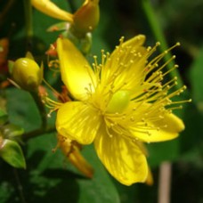 St. John's Wort Essential Oil