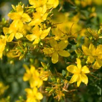 St. John’s Wort Hydrosol | Calming and Uplifting