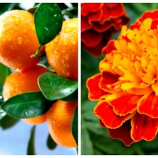 T&T Specialty Blend - Tagetes & Tangerine | Uplifting and Transformative