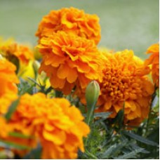 Tagetes (Marigold) Essential Oil Tagetes (Marigold) Essential Oil