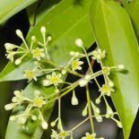 Tamala Essential Oil