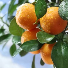 Tangerine Essential Oil Tangerine Essential Oil