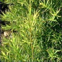Tea Tree (Melaleuca) Essential Oil - Australia Tea Tree (Melaleuca) Essential Oil - Australia