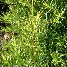 Tea Tree (Melaleuca) Essential Oil - Australia