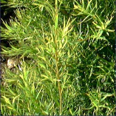 Tea Tree (Melaleuca) Essential Oil - Australia
