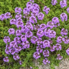 Thyme ct linalol Essential Oil Thyme ct linalol Essential Oil