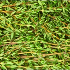 Thyme ct thymol Essential Oil aka Red Thyme