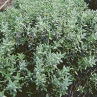 Thyme ct geraniol Essential Oil Thyme ct geraniol Essential Oil