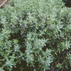 Thyme ct geraniol Essential Oil Thyme ct geraniol Essential Oil