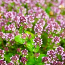 Spanish Marjoram Essential Oil | Respiratory Support & Energetic Clarity 