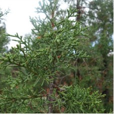 Utah Juniper Wild Harvested Hydrosol - Limited Reserve