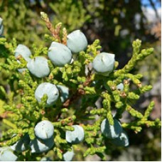 Juniper, Utah Essential Oil | Limited Reserve | Breath, Body + Clearing Support