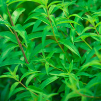 Lemon Verbena Hydrosol | Calming and Clarifying