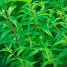 Verbena, Lemon Essential Oil - Limited Reserve
