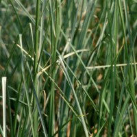 Vetiver Essential Oil - India