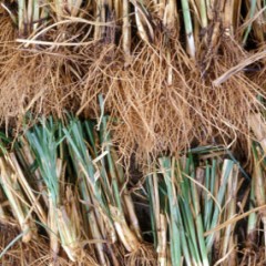 Vetiver Essential Oil - Java (Vintage)
