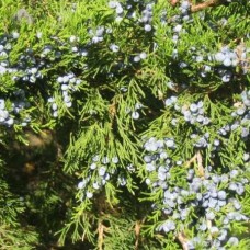 Cedarwood, Virginia Essential Oil