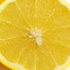 Grapefruit, White Cold Pressed Essential Oil Grapefruit, White Cold Pressed Essential Oil