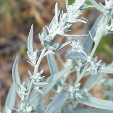 White Sage Essential Oil - Limited Edition