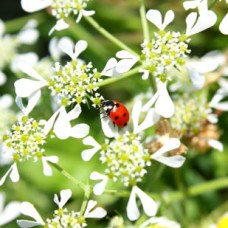 Carrot Seed, Wild Essential Oil