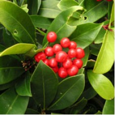 Wintergreen Essential Oil