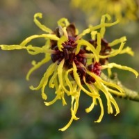 Witch Hazel Hydrosol | Clarity and Balance | France