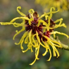 Witch Hazel Hydrosol | Clarity and Balance | France Witch Hazel Hydrosol | Clarity and Balance | France