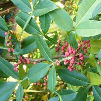 Xanthoxylum Essential Oil