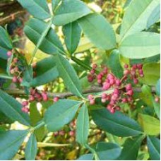 Xanthoxylum Essential Oil